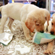 New legislation will make it more difficult to smuggle puppies into the UK, such as these puppies on sale in Los Angeles.